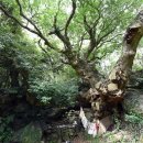 강정동-50 이미지