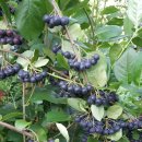 삼강농장 이미지