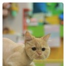 우주펫애견미용 이미지