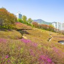 산철죽 군락지 이미지