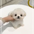 퍼피에몽 강아지분양 시흥본점 | 시흥강아지분양 애견샵 후기(feat. 안산, 안양, 군포, 과천)