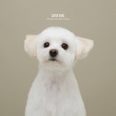 릴리리독 이미지