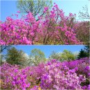 원미산(부천) 진달래 동산의 진달래 축제 함께 보세요(4/2). 이미지