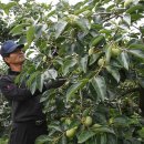 김종출농장 이미지