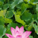 해금(수요) 이미지