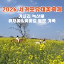 노량 보건진료소옆 | 녹산로 유채꽃길 벚꽃길 실시간 · 2026 서귀포유채꽃축제 방문 후기 | 올해는, 진짜 제대로 터졌다