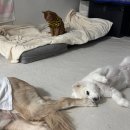 더키움 동물병원 | 이류크 리트리버 지방종 수술 _ 순천 더키움동물병원