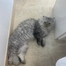 사르르몽몽 이미지