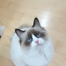 마마캐터리 네이버블로그