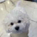 도그마루 강아지 고양이 부산점 이미지