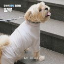 알루도 | 강아지 여름옷 추천 알루 쿨링 올인원 착용 후기