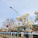 장천초등학교 | [구미] 장천 해물짬뽕 맛집 도개오복반점 초등학생 어린이 가족 가격 메뉴 후기