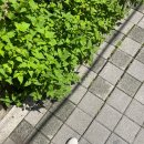 도화서길카페 이미지