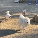 중마애견 이미지