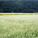 흥정계곡오토캠핑장 이미지