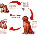 강앤정 동물병원 이미지