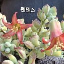 펜덴스