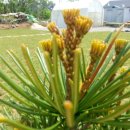 꿈의정원 펜션 이미지