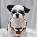 앨리스동물병원 이미지