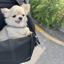 백슬동물병원 이미지