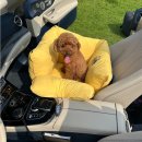 스윗테일 이미지