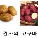 고구마와 감자의 차이 이미지