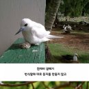 갈매기둥지 이미지