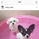 푸드덕 이미지
