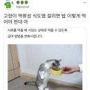 역류성 식도염 걸린 고양이 밥먹이는 법 이미지