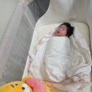 알로에마임포항2지점 | 다이치리우 신생아 아기침대 2주 사용 후기(내돈내산)