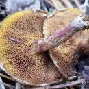 끈적비단그물버섯 Suillus americanus (Peck) Snell 이미지