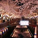 호텔체리블러썸 | 진해 군항제 일정 주차 꿀팁 여좌천 벚꽃 명소 당일치기 숙소 총정리