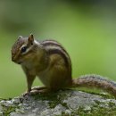 아기다람쥐 이미지