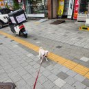 올바름 반려견 뷰티샵 이미지