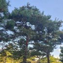 조형주유소 이미지