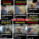 버터멍 | 대형견 출장 목욕 [ 멍빨데이 ] 래브라도 리트리버 출장 목욕 멍빨DAY