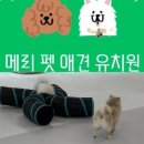 메리펫 애견유치원 | 관악) 신림 당곡역 메리펫 애견 유치원 인스타, 위치(지도), 가격(비용), 후기(리뷰), 전화번호, 케어...