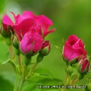 숲속에는 이미지