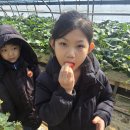 양우합기도 | 대전중구합기도!! JE양우합기도 용두점 주말활동 딸기체험 &amp; 박물관체험 후기!