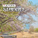 경기도 화성 동탄 벚꽃명소 실시간 노작공원 오산천 여울공원