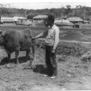 은하면 내남마을회관 | 1998년 내남마을 전원일기