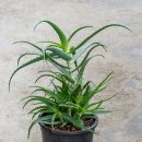알로에(Aloe) Vera(진짜), Arborescens(나무), Saponaria(사포닌) 이미지