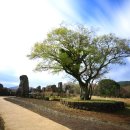 고목나무 이미지