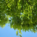 푸른 꿈나무의 집 이미지