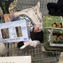 강아지랑 고양이 | 코스트코 열빙어 강아지 고양이 간식 후기