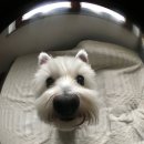 영이언니네 이미지