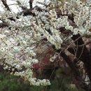 두물머리 이미지