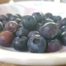눈과 영양 눈 시력 좋아지는법 - 눈 영양제 먹기 전 눈에좋은과일 먹자 - 블루베리묘목재배 이미지