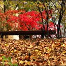 가을 이야기 '숲 속 작은 음악회'- 수리산 산림욕장 이미지