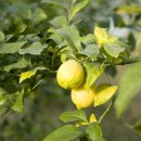 김필환 농장 이미지